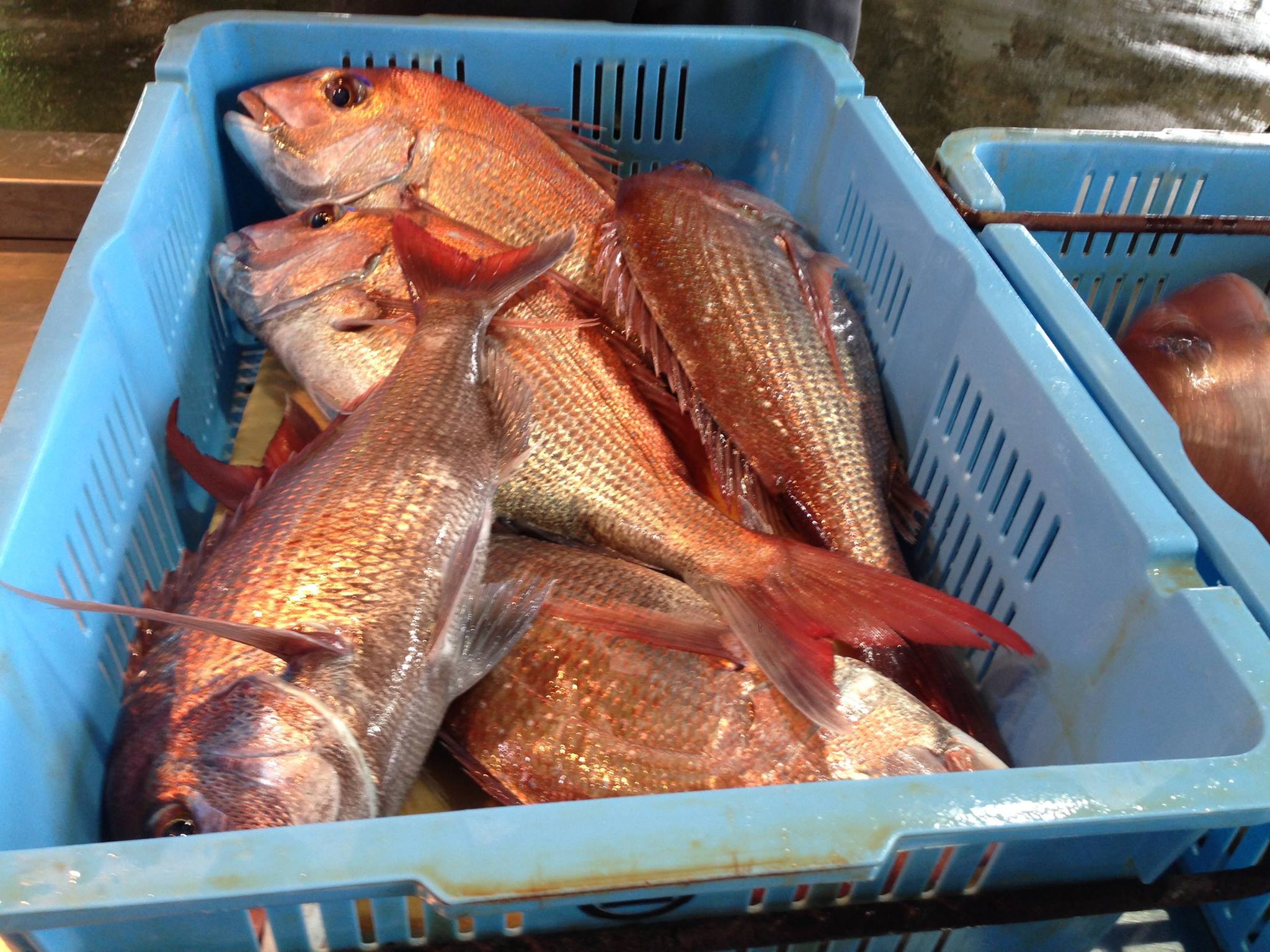 真鯛(淡路島えびす鯛)